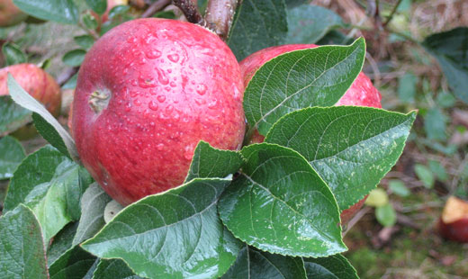 Instone Court Farm Vending - apples